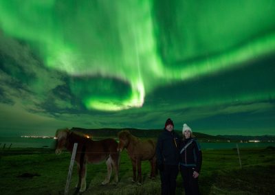 Icelandic horses under green Northern Lights